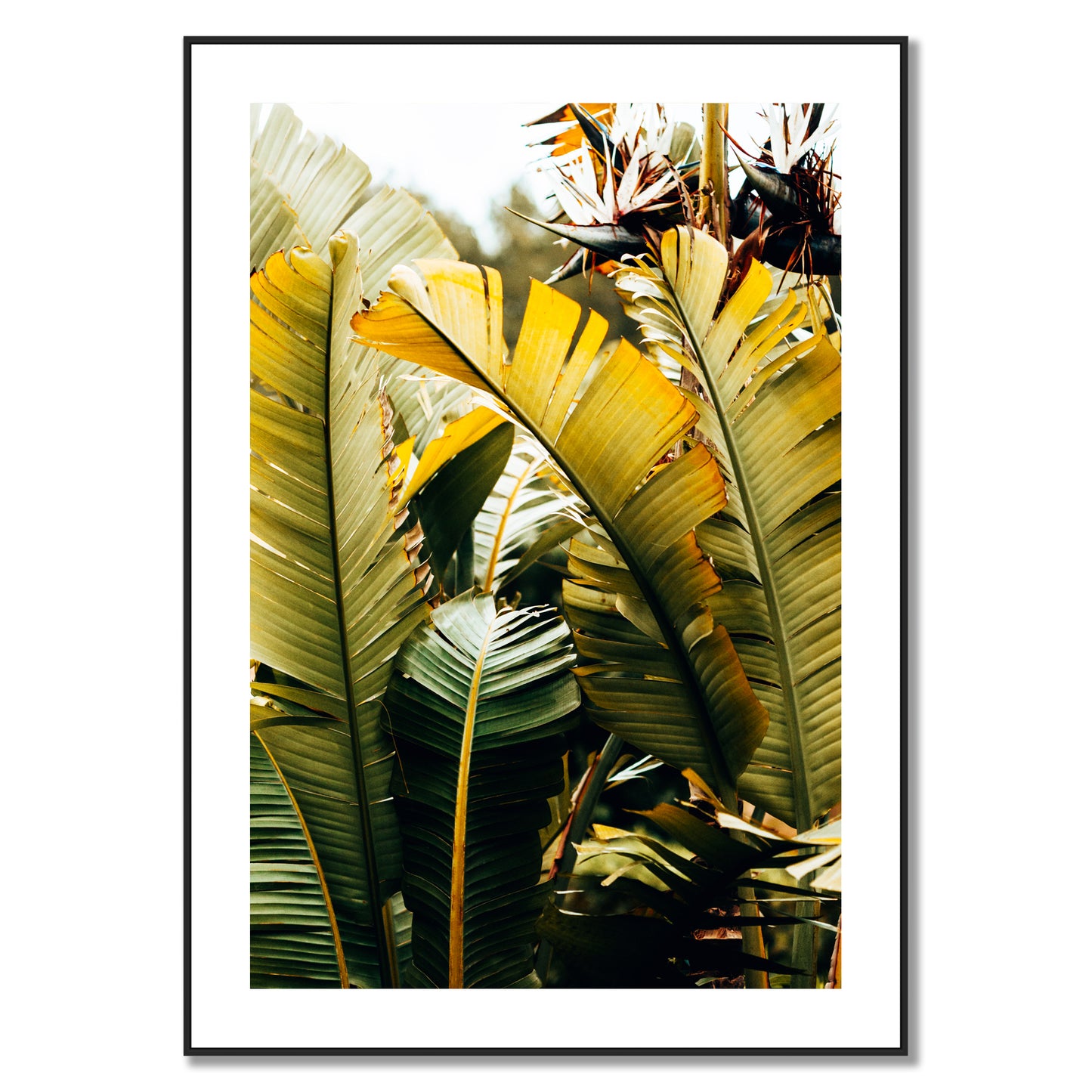 Tropical Leaves