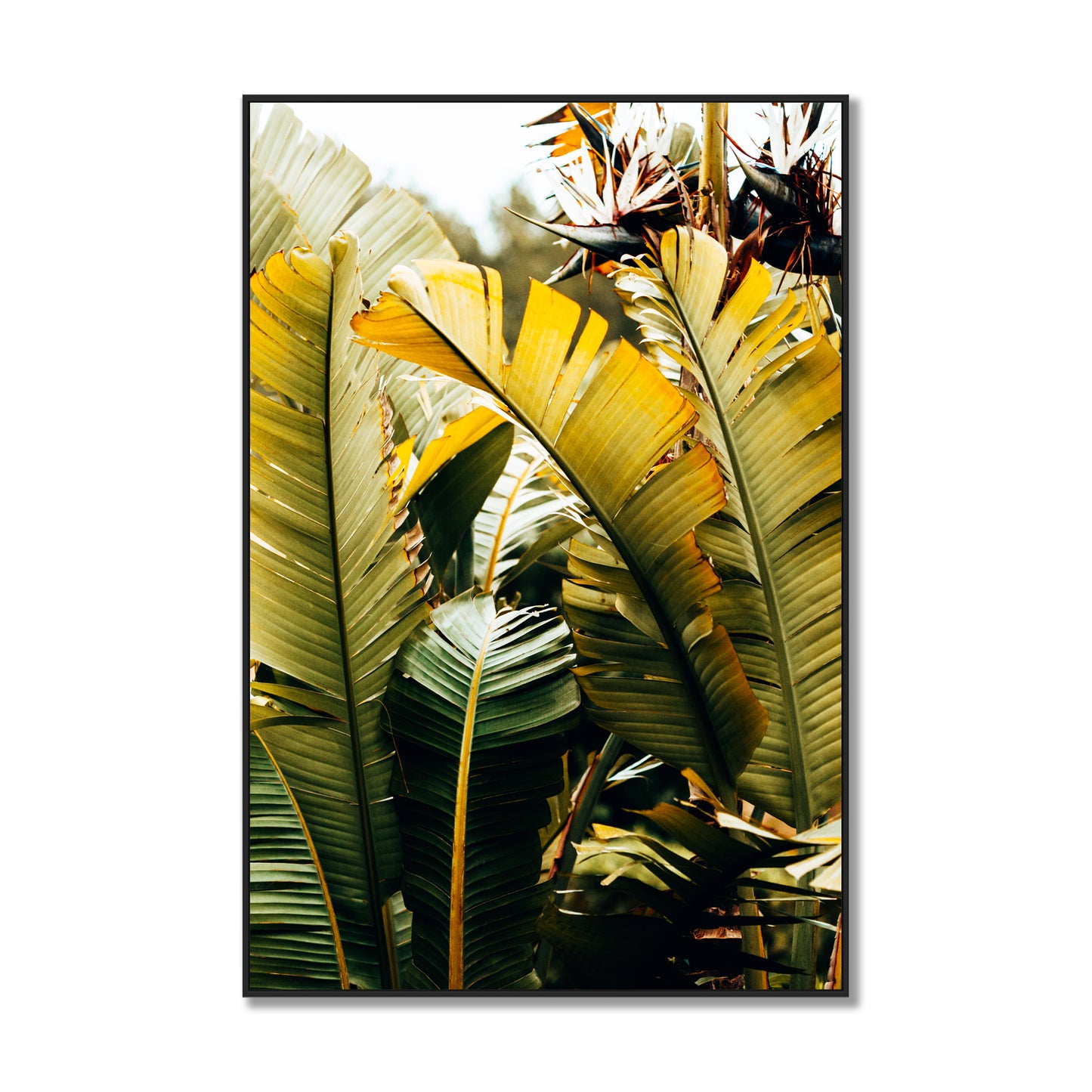 Tropical Leaves