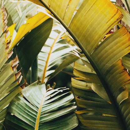 Tropical Leaves